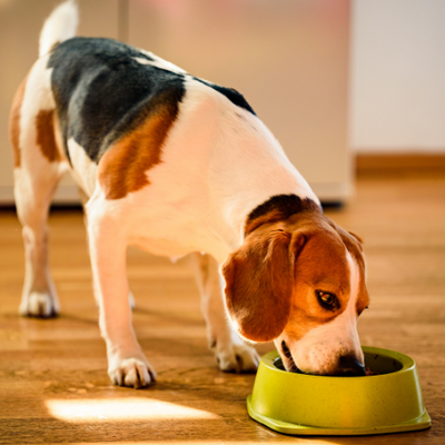 Food - Oh Doggy