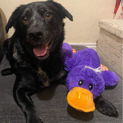 Toys - Oh Doggy