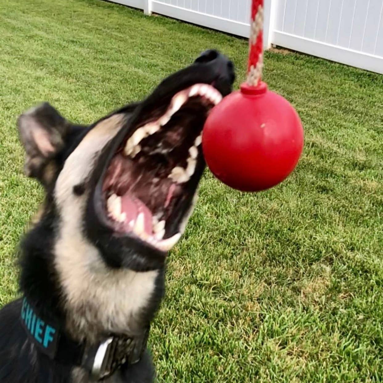 SodaPup USA-K9 Cherry Bomb Chew Toy - Blue / Large