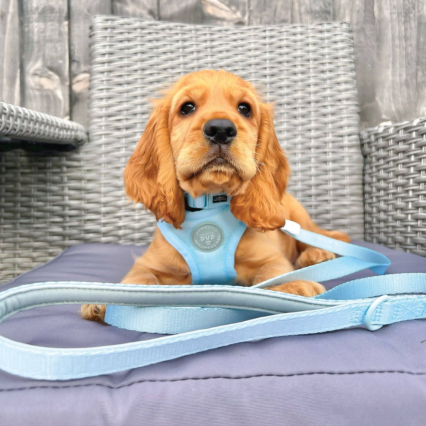 Pawsome Paws - Pawsome Pup Collar and Lead Set - Mint