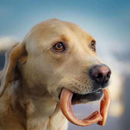 JR Pet Products Odourless Pizzle Ring Dog Treat