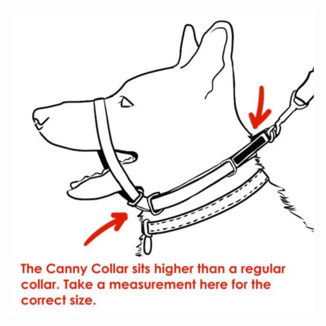 Canny No-Pull Dog Collar Black