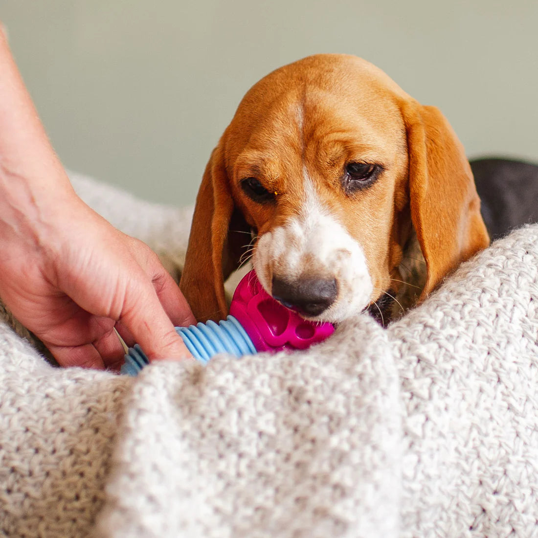 K9 Connectables The Dentist - Gentle Dog Toys