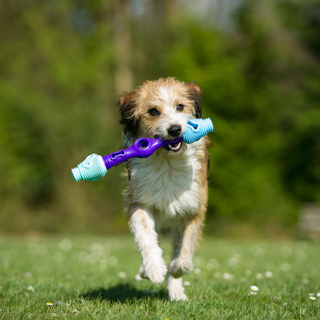 K9 Connectables The Dentist - Gentle Dog Toys