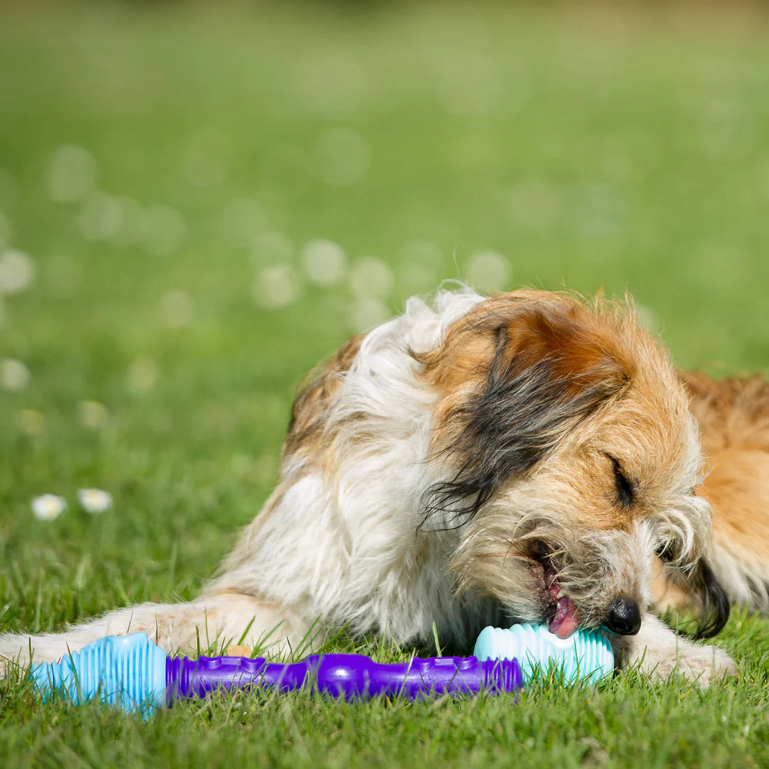 K9 Connectables The Dentist - Gentle Dog Toys