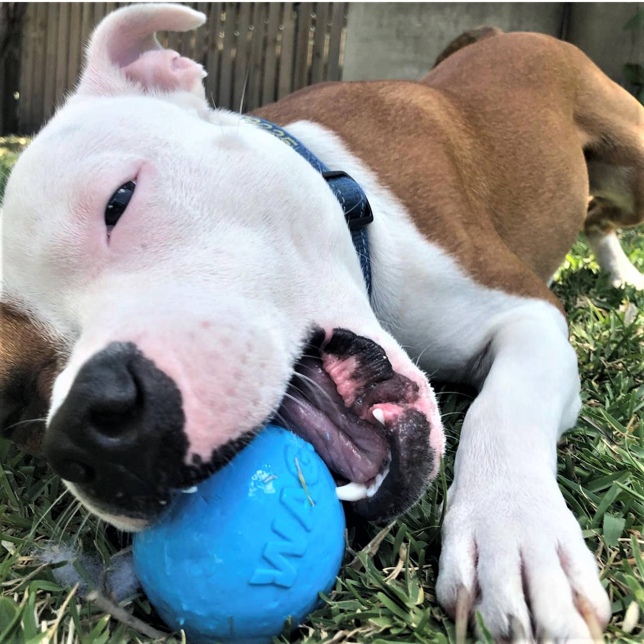 SodaPup Wag Ball Durable Synthetic Rubber Chew & Retrieving Toy