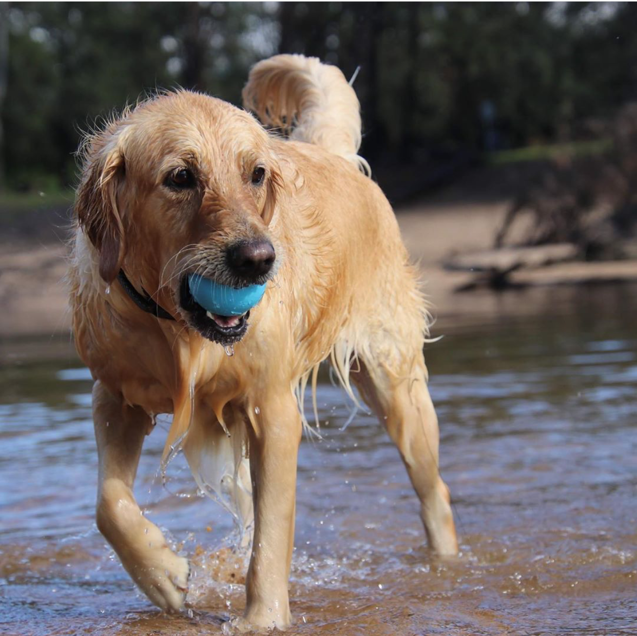 SodaPup Wag Ball Durable Synthetic Rubber Chew & Retrieving Toy