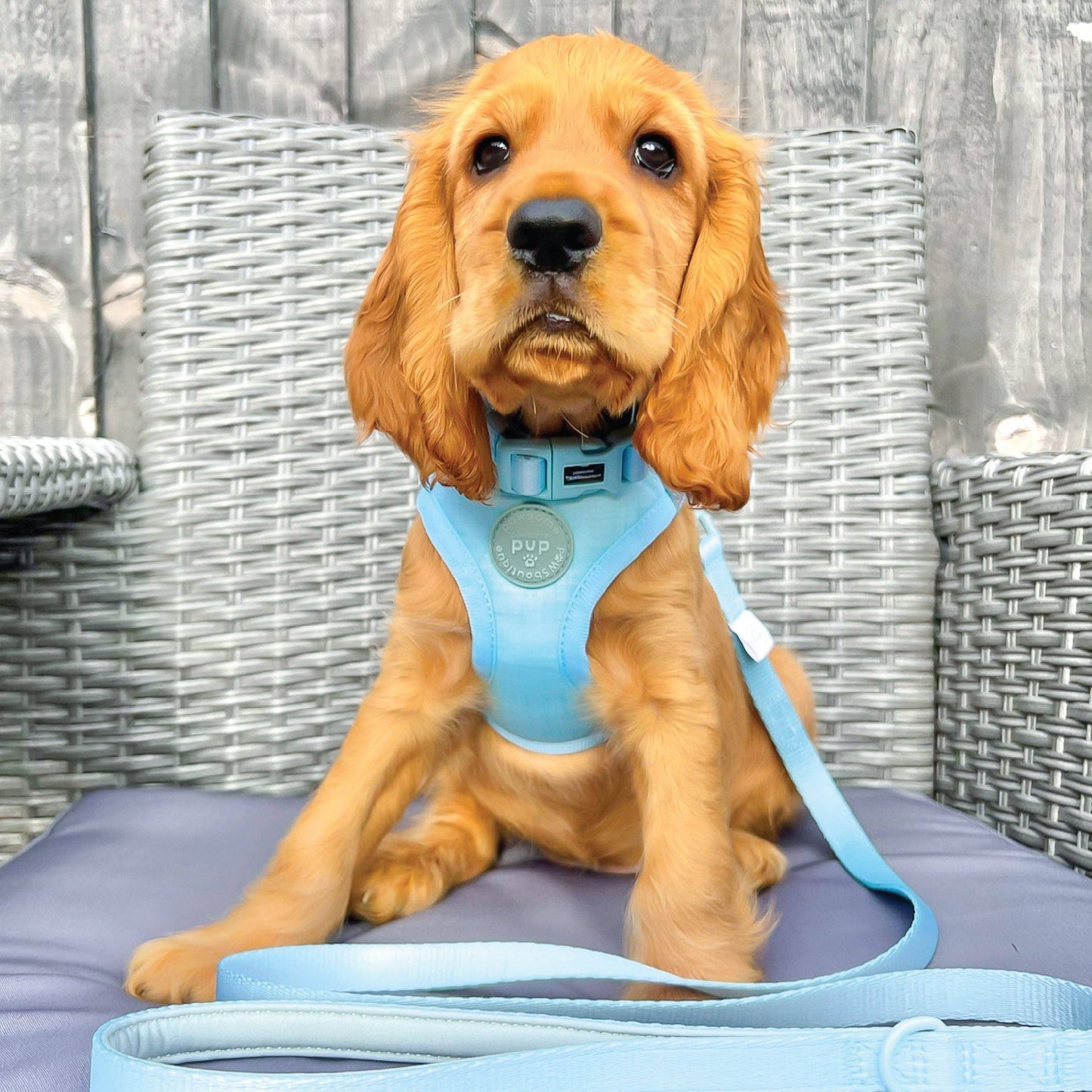 Pawsome Paws - Pawsome Pup Collar and Lead Set - Mint