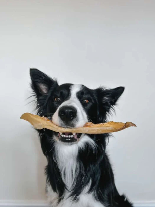 JR Pet Products Golden Moon Bone Dog Treat