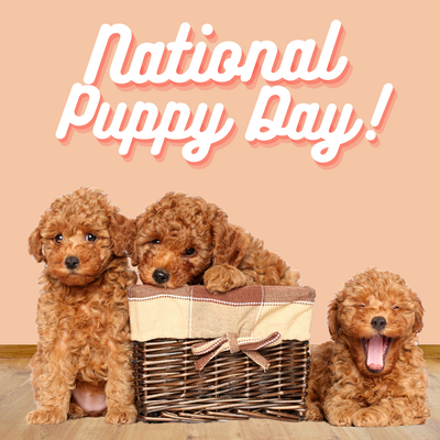 Paws-itively Perfect: Celebrating National Puppy Day with Wag-tastic Fun!