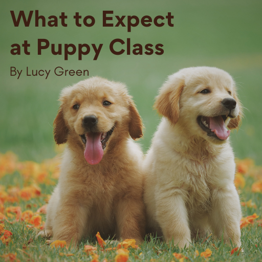 What to expect at Puppy Class!