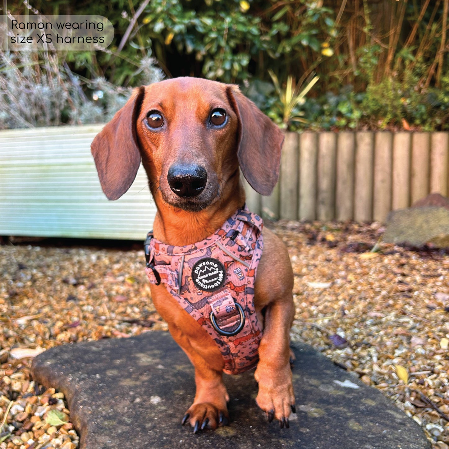 Pawsome Paws Boutique Tough Trails™ Extra Small Harness Coffee Beans + Little Weens