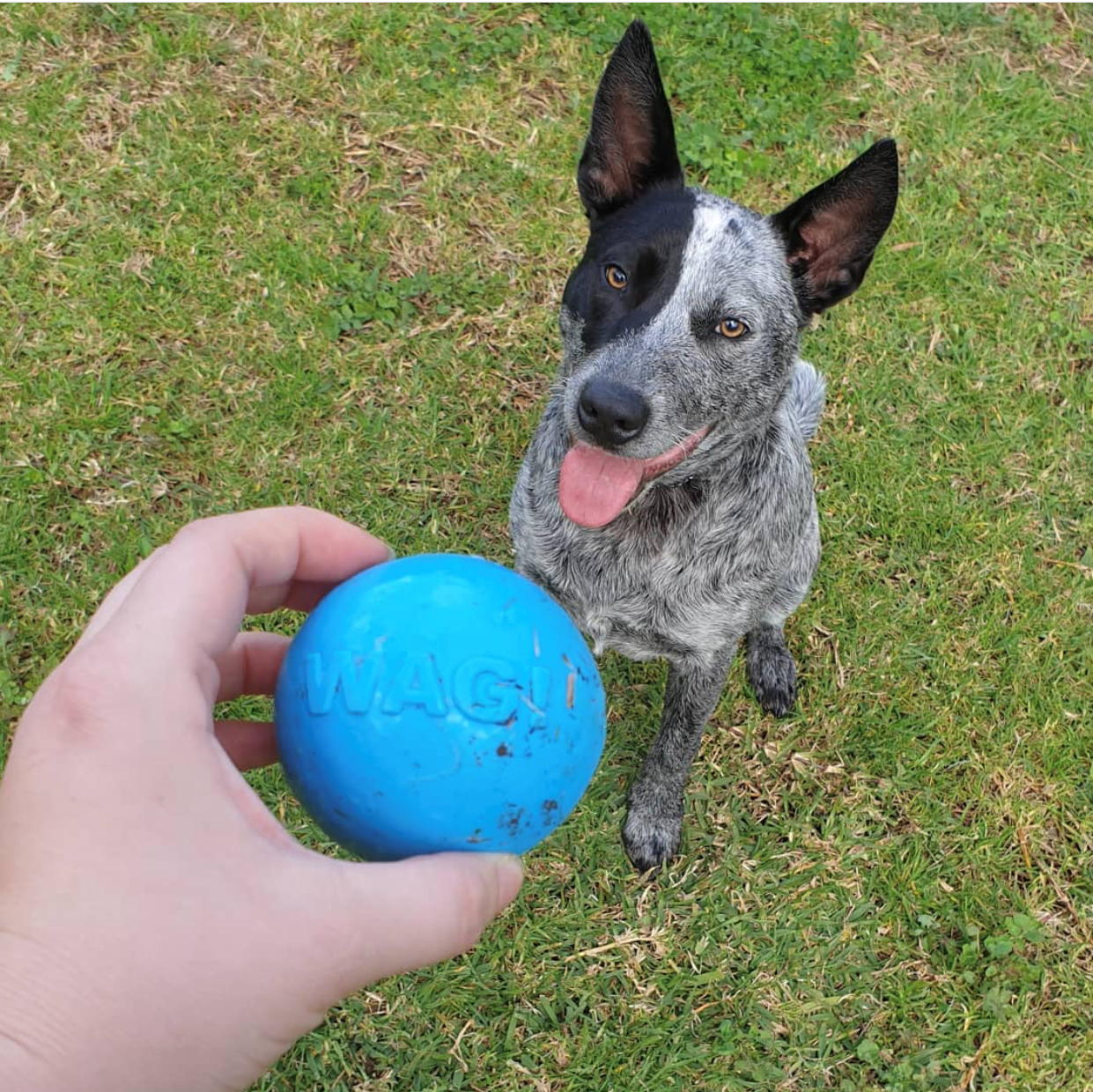 SodaPup Wag Ball Durable Synthetic Rubber Chew & Retrieving Toy