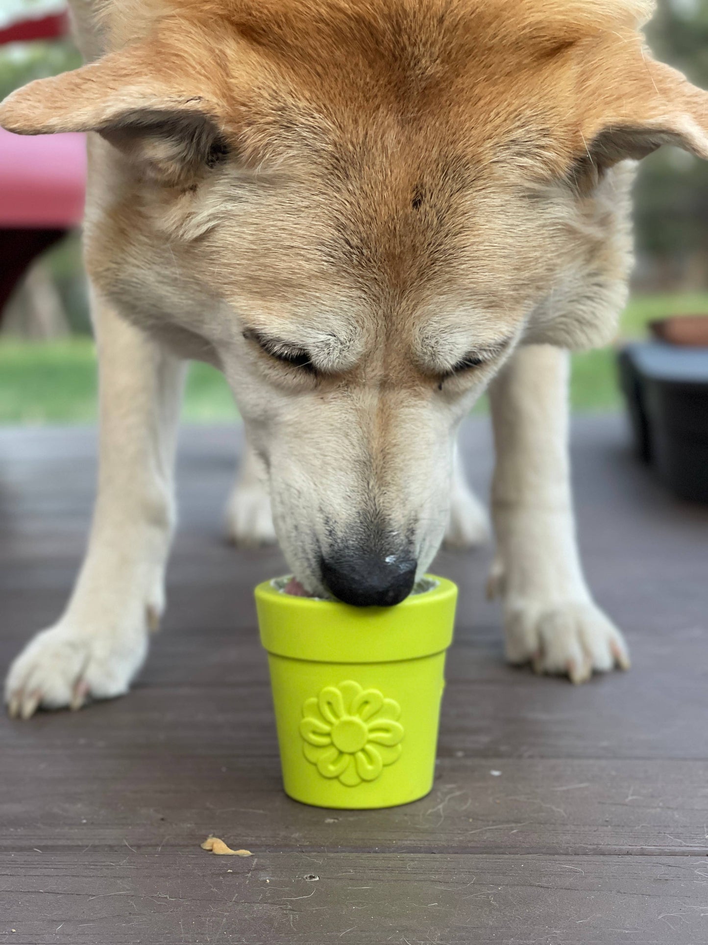 SodaPup Flower Pot Durable Rubber Treat Dispenser & Enrichment: Blue