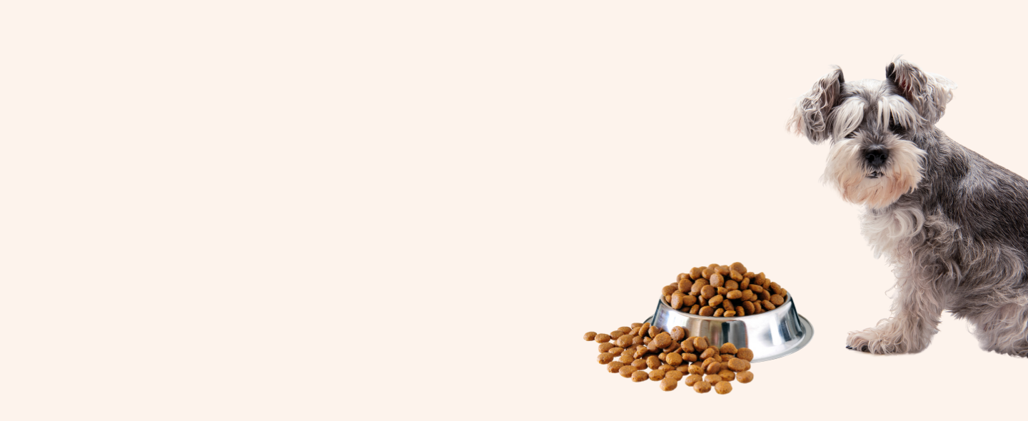 Online dog best sale shopping