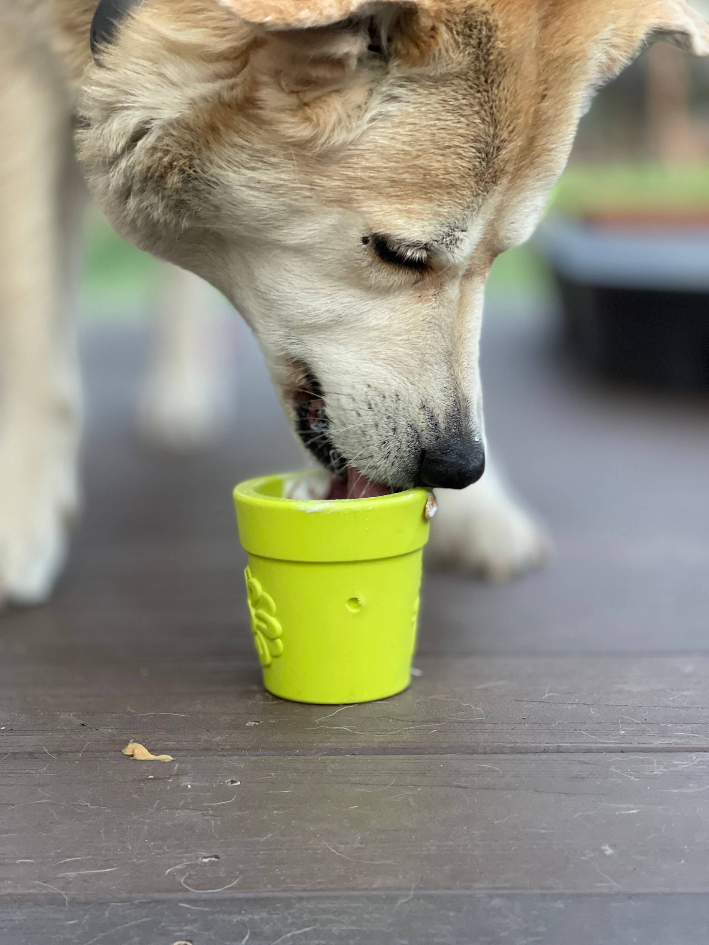 SodaPup Flower Pot Durable Rubber Treat Dispenser & Enrichment: Blue