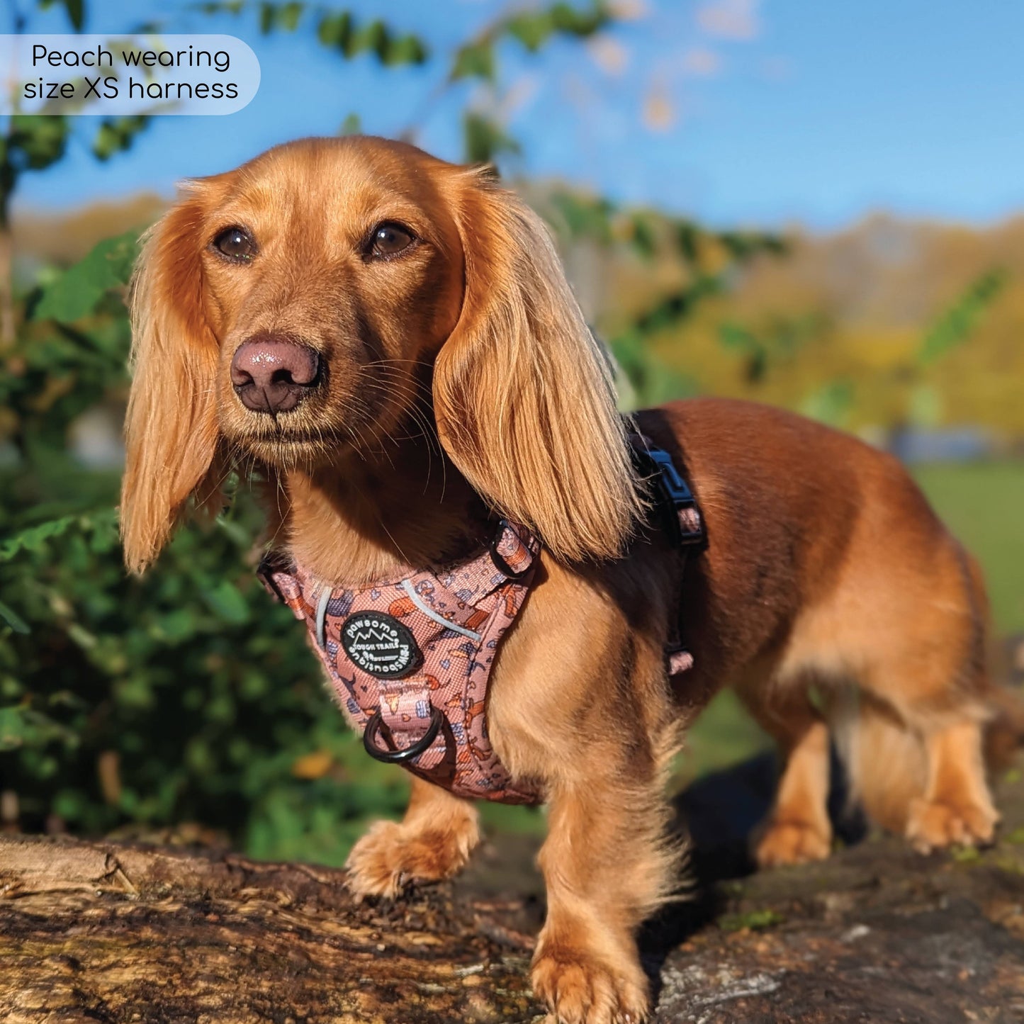 Pawsome Paws Boutique Tough Trails™ Extra Small Harness Coffee Beans + Little Weens